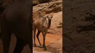 #facts  #funfacts #shorts #camel #milk #interestingfacts  #amazingfacts