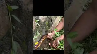 TANGKAP BELUT PURBA TERBESAR DI MUKA BUMI