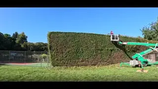 Huge Hedge Trimming Project with 4 Teams On Site