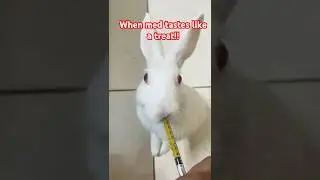Free Roam Bunny Life - Sick Bunny having medicine... 😤 #pets #bunny #shorts #shortvideo #rabbit