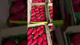 Strawberry Farming in Mahabaleshwar 🍓 | Inside India&rsquo;s Strawberry Capital