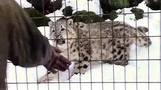 帰ろうとしないユキヒョウの子供「フク」その4（多摩動物公園）Zoo Keeper & Snow Leopard Cub