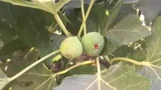 Drying and Preserving Figs for Winter