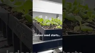 Start Your Backyard Garden Now