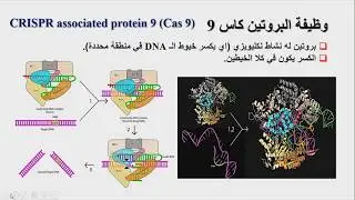 CRISPR - CAS 9