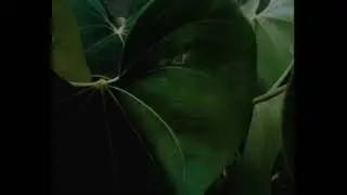This is my first nature vlog 'please subscribe'me