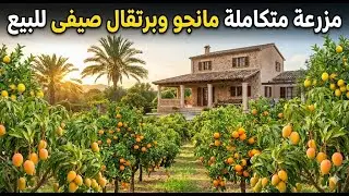 مزرعة الأحلام بوادي الملاك: مانجو وبرتقال صيفي ونخيل برحي | استراحة دورين وري من الترعة مباشرة!