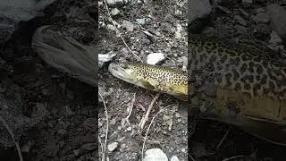 tiger trout #fishing #tigertrout #trout
