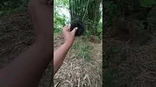 Guinea pig rescue #youtubeshorts #nature