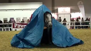 Peter Pfister & Steffi Schade - Reitsportmesse Rhein - Main 2018