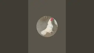Ali AJK Birds is live!