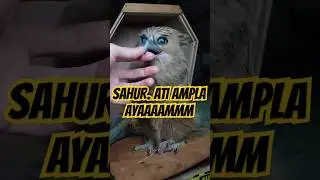 BUFFY FISH OWL SAHUR ATI AMPELA AYAM‼️ #buffy #buffyfishowl #burunghantu #burungjinak #burunglucu