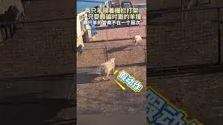 This Sheep Got Outsmarted 😂🐑