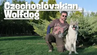 Köpek Irkları Czechoslovakian Wolfdog