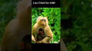 Congratulation! Newborn baby monkey!! #jane #tasana #janet