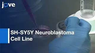 SH-SY5Y Neuroblastoma Cell Line Differentiation | Protocol Preview