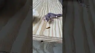 Feeding Noodle :3 #leopardgecko  #mealworms #reptilefeeding #reptile #feeding #hunting #fyp #silly