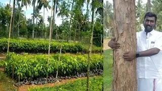 MAHOGANY TREE FARMING | MAHOGANY TREE CULTIVATION | லட்சங்களில் லாபம் தரும் மகோகனி மரம் வளர்ப்பு