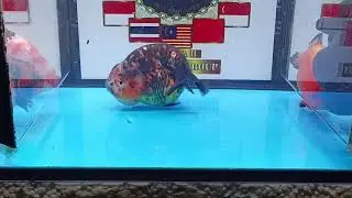 hi allbos