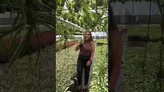 White Stripe Dragon Tree (Dracaena)