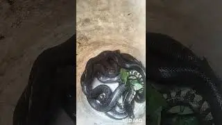 Chia sẻ nghề.. hướng dẫn đầu ra ... cách chọn cỡ rắn  rút ngắn tgian nuôi 