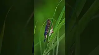 what bird is this - Grey hooded Bunting or Weaver ?