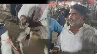 2Live deals Sindhi khasi bakray mudray chatray Qubrani ka Mall soda ktny ma final lahore mandi