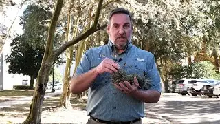 Get It Growing: Ball moss can be a problem for trees