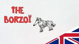 borzoi dog top fact with drawing !  story of the russian wolfhound breed with facts  - dog 101