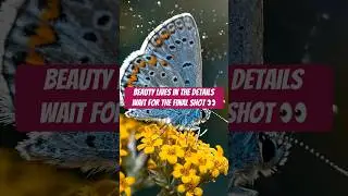 Unreal Butterfly Close-Up in 4K #wildlife #butterfly #4K