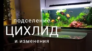 Изменения в аквариуме и подселение цихлид #цихлиды #астронотус #американскиецихлиды #большойаквариум