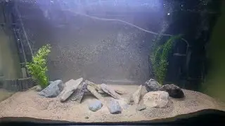 Budget Aquascape Makeover | 200L Red Head Tapajos Tank Re-escape Using Natural Materials!