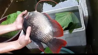 Kuras Kolam Ikan Kaloi Manah Kalimantan Jumbo dan Sabah Jumbo