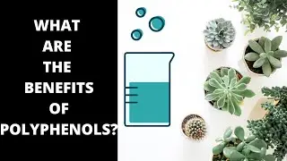 Are Polyphenols Really Beneficial?
