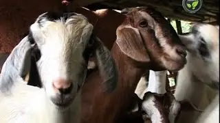Climate, Housing and Feeding for Goats