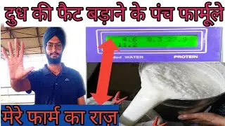 How to increase milk fat। दुध की फैट बढाने वाला पाउडर।dudh ki fat kaise badhaye। Dairy farmer।