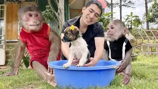 Oh🙉🙊Monkey Max surprise and shy when met new friend ❤️