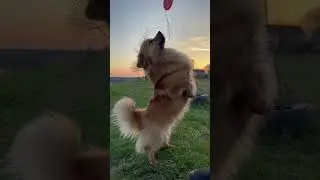 #dog #reels #reels #собака 😍😍😍😍😍😍🦊🦊🦊🦊