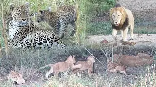 A playful sighting with 4 of the KAMBULA pride’s cubs