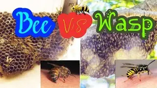 Why vinegar is used to treat a wasp sting?🐝🐝