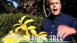 Fringe Tree