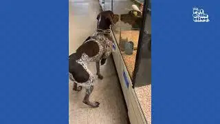 Hilarious Cats & Dogs Fails 2024! 😹🤣 BEST Funny Pet Moments