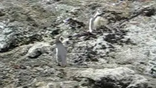 Penguins in Chile