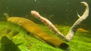 Feeding venomous snakes to my monster fish
