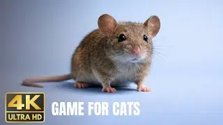 Cat Game &ndash; Atrapa el Rat&oacute;n | Fun Mouse Catching Video for Cats