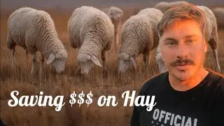 ZERO HAY YET! Our Backyard Rotational Grazing Strategy For Sheep and Goats. (Farm Culling Decisions)