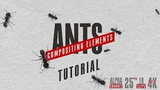 Ants - Compositing Elements Pack (After Effects Tutorial)