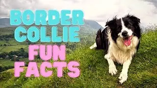 6 FUN FACTS About The Border Collie (BORDER COLLIES 101)