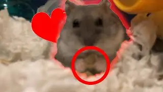 3D Printed Automatic Hamster Feeder: How-To