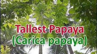 Tallest Papaya tree (Carica papaya) | Tallest Tree in Caricaceae family